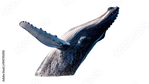 Foto Isolated Humpback whale breaching with water spray, powerful and majestic ocean mammal