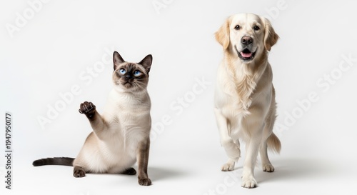 A Siamese cat with blue eyes and a Golden Retriever dog posing together on a white background.