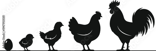 Chicken life cycle silhouette set featuring egg, chick, young hen, and adult rooster, black and white poultry growth stages vector.
