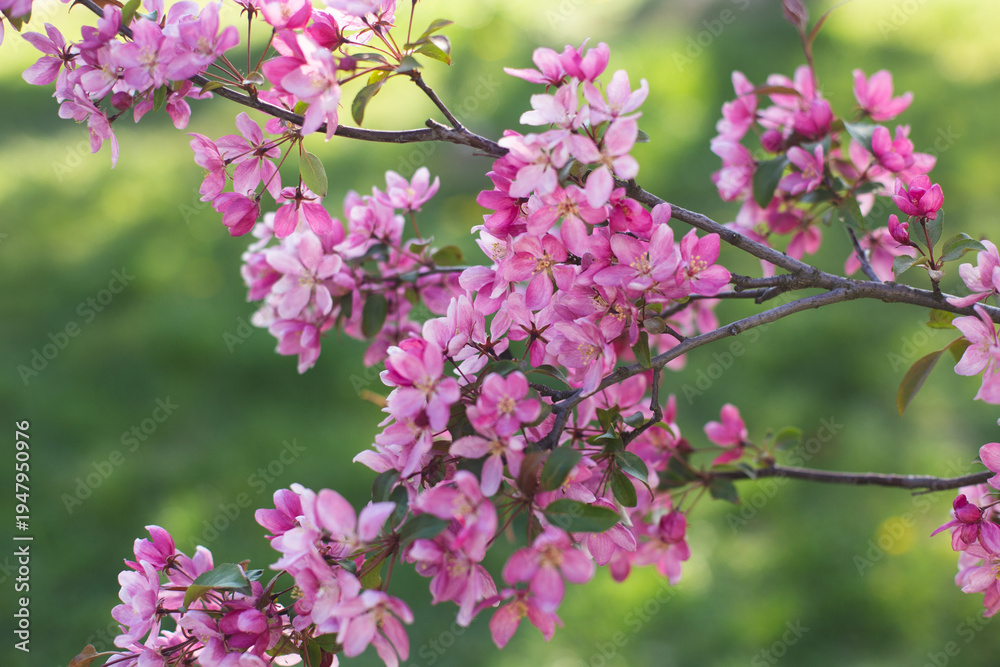 Fototapeta premium Vibrant pink ornamental crabapple blossoms blooming on a branch