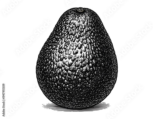 Monochrome illustration of a ripe avocado, shown upright against a white backdrop. The textured skin is detailed