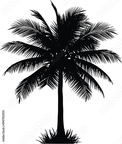 tropical palm tree silhouette, coconut palm isolated, exotic beach plant icon, summer vacation nature element, botanical vector illustration