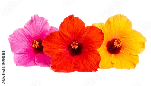 Three vibrant hibiscus blossoms in shades of pink, red, and yellow, with prominent central stamen. Set against a white backdrop