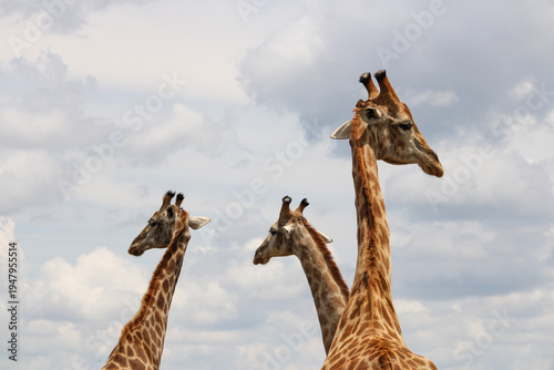 Canvas Print Three Giraffes