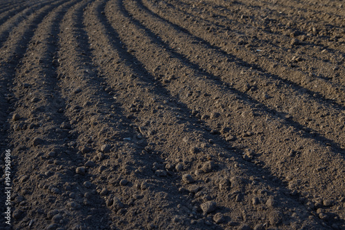 Quadro em tela Agricultural field with parallel furrows in fertile soil