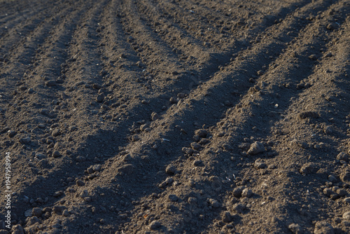 Obraz na płótnie Freshly tilled soil rows preparing for cultivating crops
