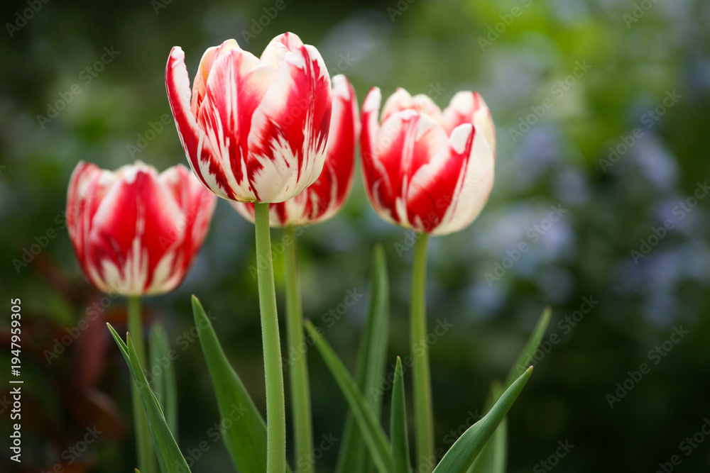 Fototapeta premium Variegated red and white tulips blooming in spring garden