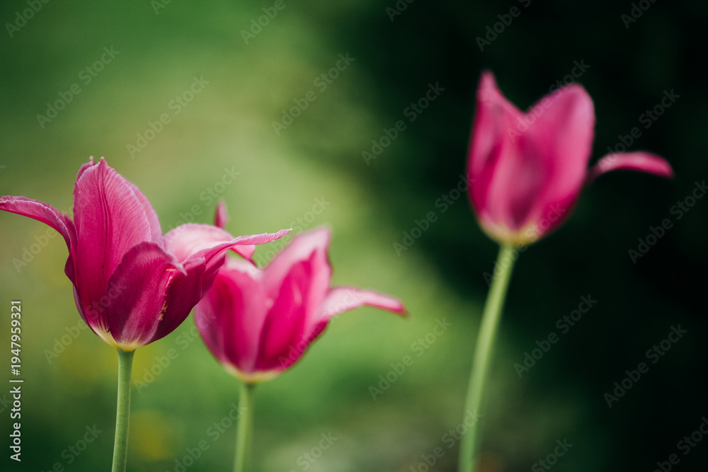 Obraz premium Pink tulips blooming in a vibrant spring garden