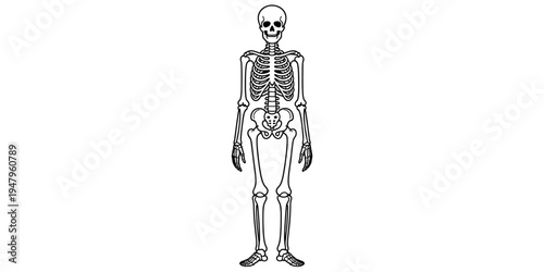 Continuous Line Drawing of Human Skeleton for Anatomy and Education