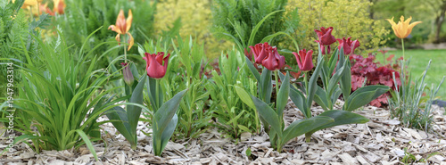 flower bed with beautiful purple and yellow tulips in a public garden whose g...