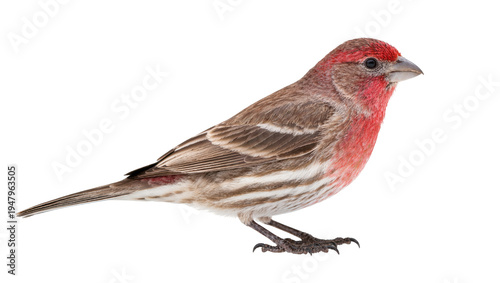 Foto Isolated male House Finch songbird standing in profile, vivid red plumage and st