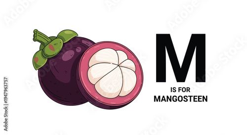 Purple mangosteen fruit shown whole and sliced open next to the letter M in a colorful educational fruit theme.