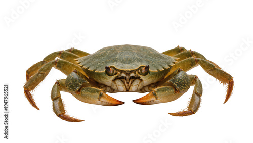 Isolated European green crab, a common marine crustacean with powerful pincer claws
