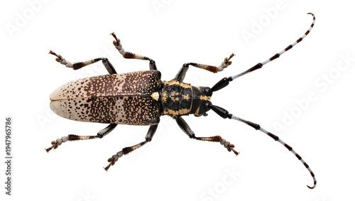 Foto Isolated longhorn beetle with striking brown and cream mottled patterns and long antennae