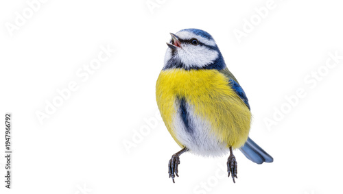 Isolated beautiful blue tit bird calling with open beak and colorful feathers
