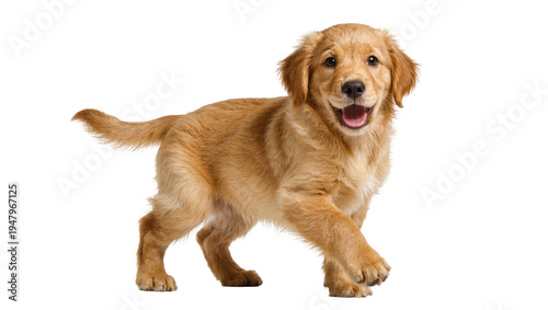 Photos Isolated happy golden retriever puppy walking cheerfully, full body shot of a cu