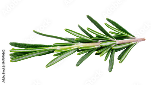 Isolated fragrant fresh rosemary sprig perfect for cooking, seasoning, and garnishing dishes