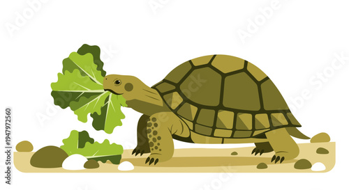 Desert tortoise eating lettuce on sandy ground with pebbles