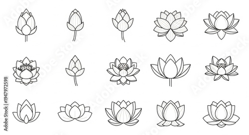 Collection of Lotus Flower Illustrations in Various Stages of Bloom.