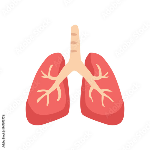 Human respiratory organ lungs vector illustration.