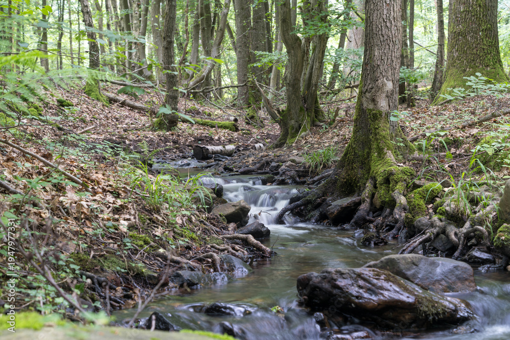 Obraz premium Natural forest stream flowing through lush green woodland along the Weberpfad near Bad Homburg