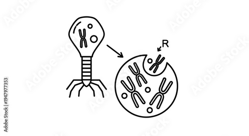 Bacteriophage injecting genetic material into a bacterium