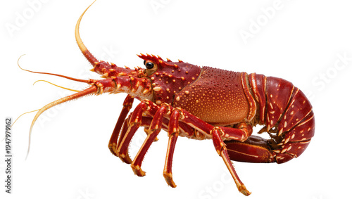 Isolated raw whole spiny lobster, vibrant red shell, long antennae, fresh gourmet seafood ingredient