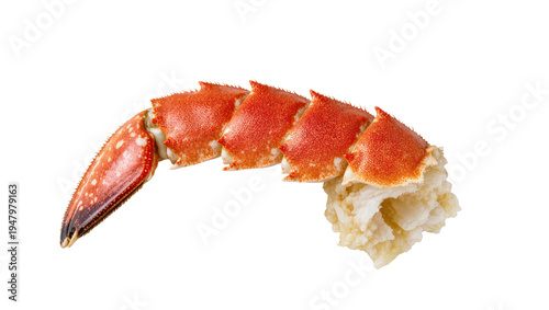 Isolated delicious cooked crab leg section, fresh red seafood, ready to eat crustacean meal