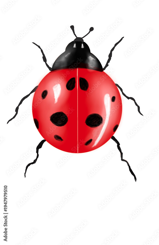 Fototapeta premium ladybug on white background