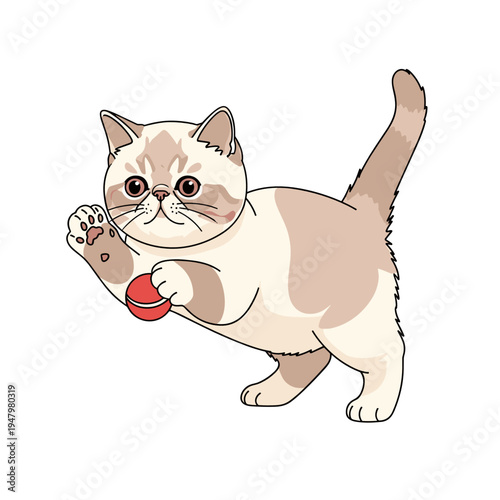Exotic Shorthair kitten playing with small red ball