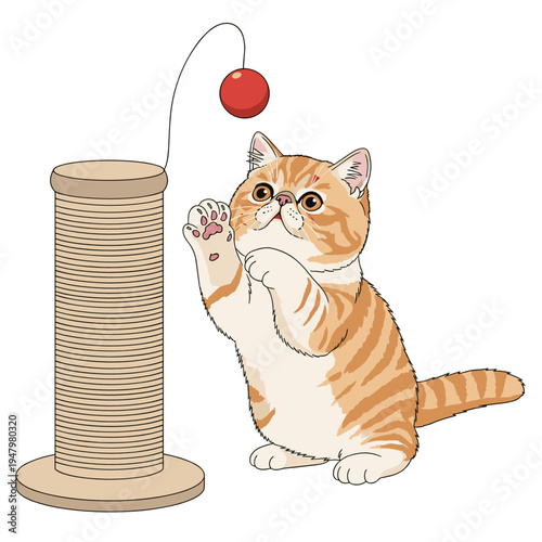 Exotic Shorthair kitten playing with toy ball and scratching post