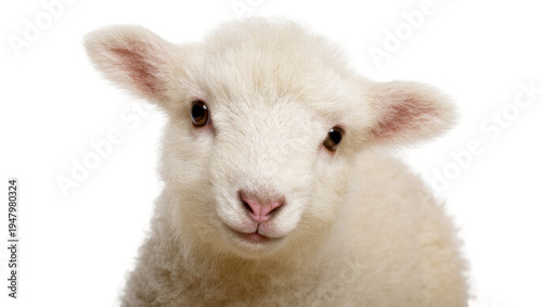 Isolated fluffy little lamb with soft wool looking curiously at camera in studio shot
