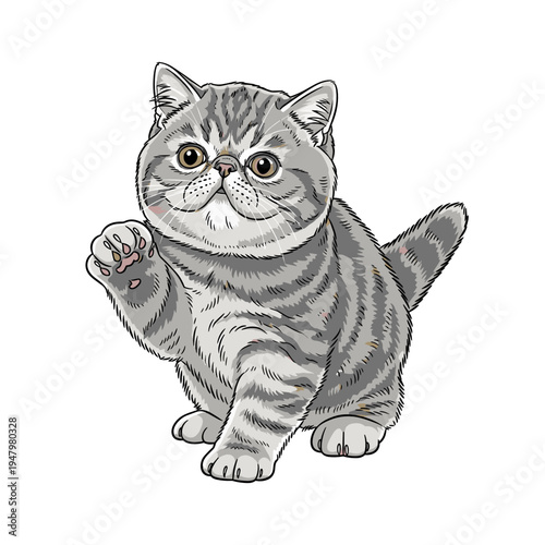 Exotic Shorthair kitten raising paw and playing