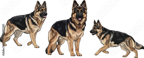 East European Shepherd dog standing walking running pose set