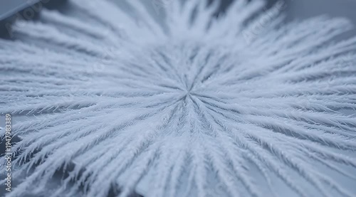 A closeup shot of an abstract white feathery pattern radiating from center