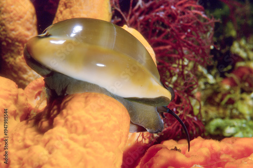 Fotografía Cowrie, Cowry, Luria lurida, Mollusca, Gastropoda, Cypraeidae, Alghero, Capo Caccia, Sardinia, Italy (Mediterranean sea)
