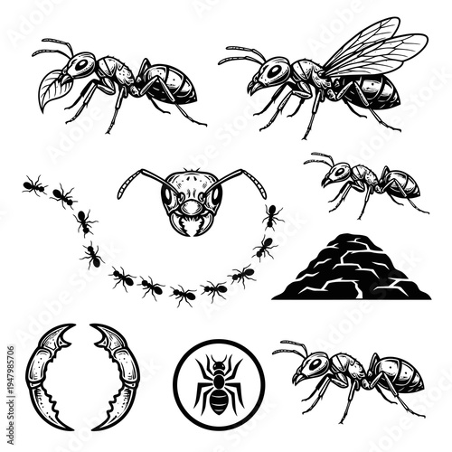 Ant Insect Colony and Biological Life Illustration