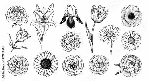 Hand Drawn Botanical Floral and Flower Collection