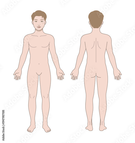 Male Full Body Anatomy Front and Back View Medical Illustration, Human Body Diagram and Proportion Reference Template for Education and Study