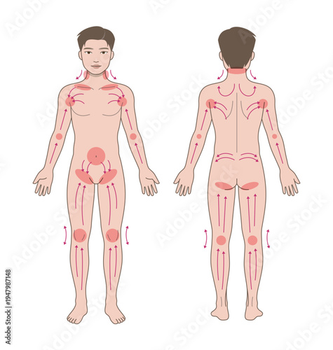 Lymphatic drainage massage guide illustration showing male full body anatomy, lymph flow directions and detox therapy diagram front and back view