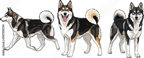 East Siberian Laika dog standing happy panting walking pose set