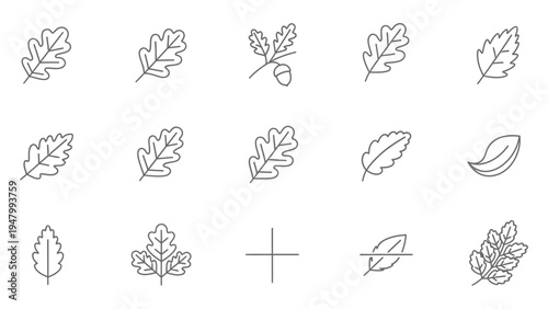 Oak leaves and acorn set, natural autumn foliage icons, vector illustrations