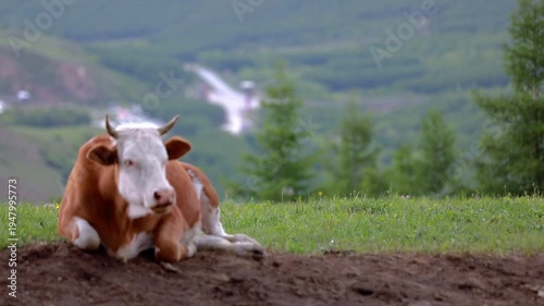 Real footage of a herd of cows ruminating on the grassland