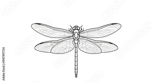Elegant monochromatic line art illustration of a graceful dragonfly with finely detailed wings and segmented body, capturing the intricate beauty of this delicate flying insect in a detailed drawing