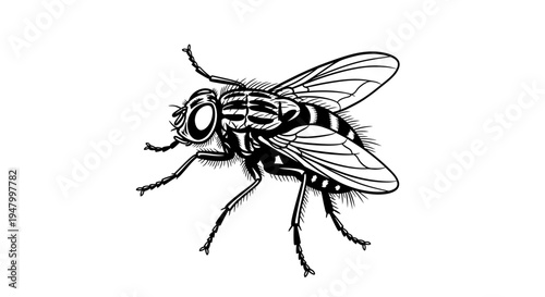 Artistic vector illustration of a common fly, rendered in a crisp black and white style, highlighting its complex structure, ideal for educational materials, pest control, or graphic design elements