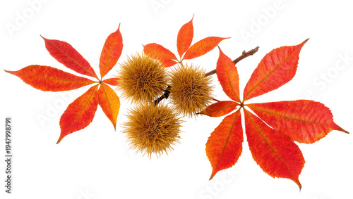 Fotografía Isolated vibrant autumn leaves and spiky chestnut burrs on a branch, vivid fall season