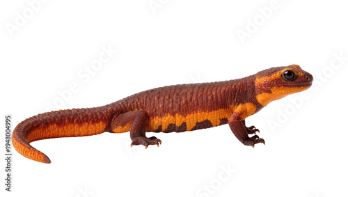 Vászonkép Isolated vibrant red-orange salamander with rough, textured skin, side view on a