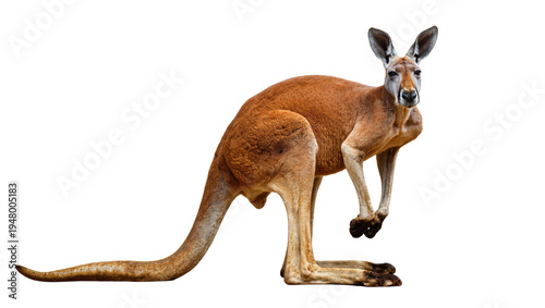 Fotografija Isolated red kangaroo, an iconic Australian marsupial standing on its powerful l
