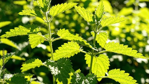 Close-up of vibrant green nettle leaves bathed in sunlight, showcasing intricate botanical details and natural growth.