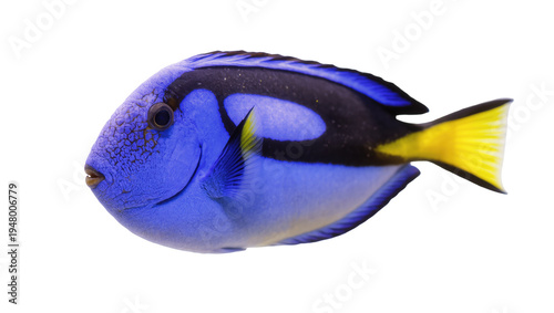 Fotografie Isolated vibrant blue tang fish, popular tropical marine animal with distinctive
